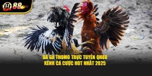 Đá Gà Thomo Trực Tuyến QH88 – Kênh Cá Cược Hot Nhất 2025