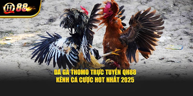 Đá Gà Thomo Trực Tuyến QH88 – Kênh Cá Cược Hot Nhất 2025