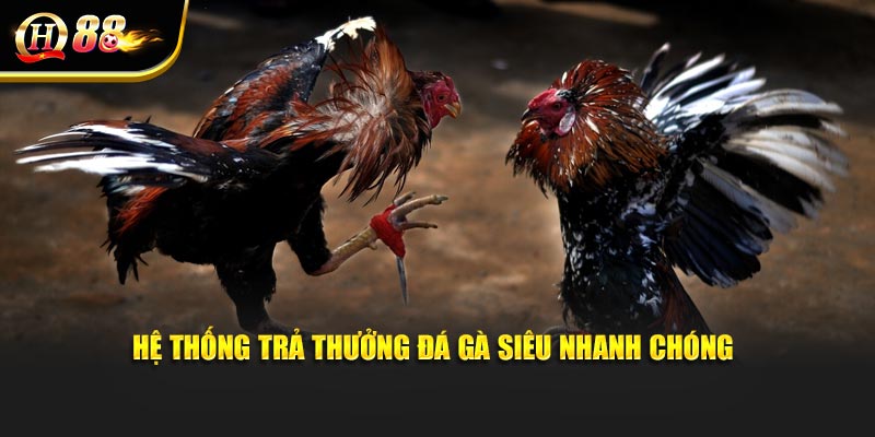 Hệ thống trả thưởng đá gà siêu nhanh chóng