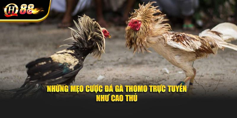 Những mẹo cược đá gà thomo trực tuyến như cao thủ