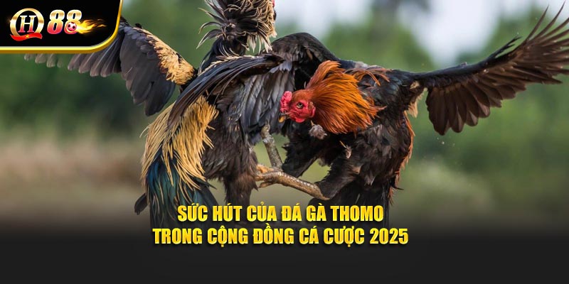 Sức hút của đá gà Thomo trong cộng đồng cá cược 2025
