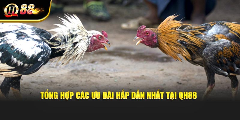 Tổng hợp các ưu đãi hấp dẫn nhất tại QH88
